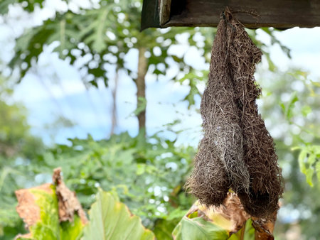 a photography of a hanging plant with a lot of leaves, there is a bird nest hanging from a tree in the woodsの写真素材