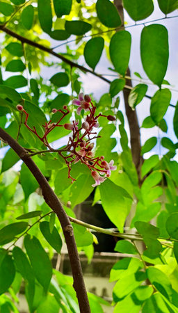 a photography of a tree with a bunch of flowers on it, there is a small flower that is growing on a treeの写真素材