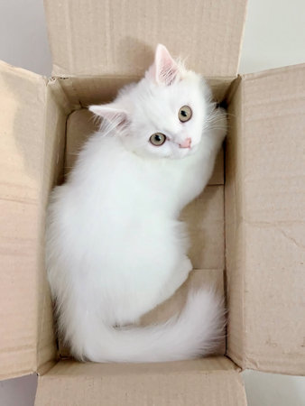 a photography of a white cat sitting in a cardboard box, there is a white cat sitting in a box on...