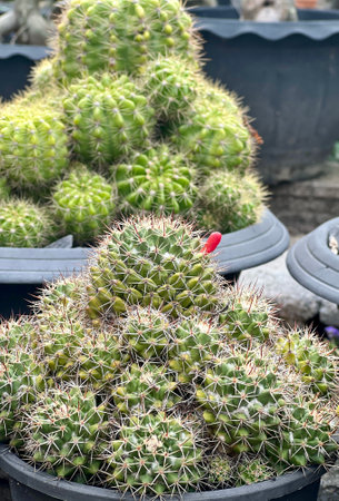 a photography of a cactus plant in a pot with a red flower, there are many cactus plants in the pots on the groundの写真素材