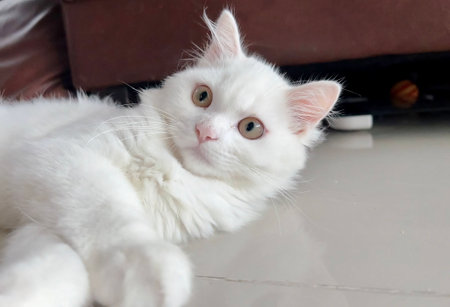a photography of a white cat laying on the floor looking at the camera, there is a white cat laying on the floor looking upの写真素材