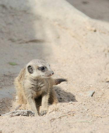 a photography of a small animal sitting on the ground in the sand, there is a small animal that is sitting in the sandの写真素材