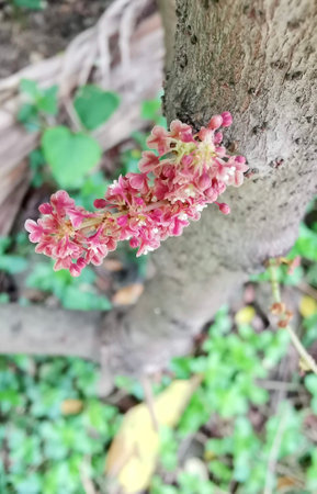 a photography of a pink flower growing on a tree trunk, there is a pink flower that is growing on a treeの写真素材