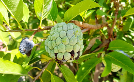 a photography of a green fruit on a tree branch with leaves, there is a green fruit on a tree with leavesの写真素材