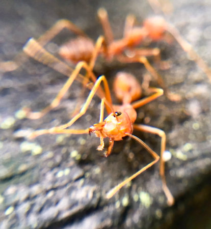 a photography of a group of ants on a rock, there are two ants that are standing on a rockの写真素材