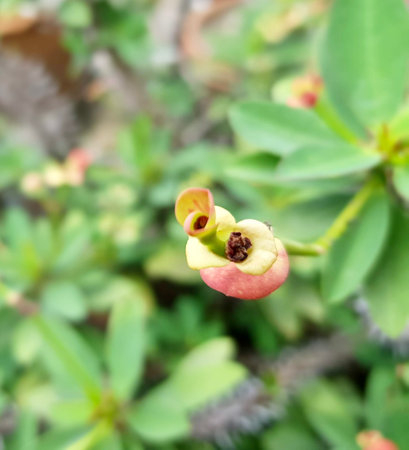 pismire flower buds with a green background.の写真素材