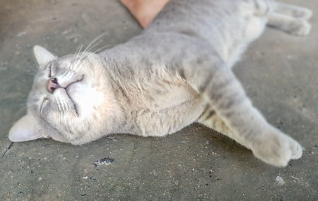 egyptian cat laying on the ground with its eyes closed.