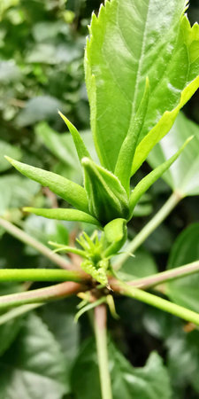 vine snake on a leafy plant with green leaves.の写真素材