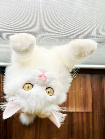 persian cat hanging upside down from ceiling with eyes wide open.の写真素材