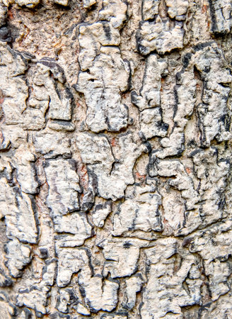 nail marks on a tree bark.の写真素材