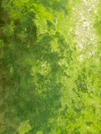 bridegrooms are walking in the grass with their surfboards.の写真素材