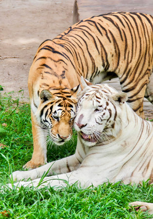 a photography of panthera tigris and a white tiger in a zoo.
