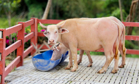 a photography of ox eating from a blue bowl on a wooden deck.