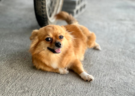 a photography of pembroke welsh corgi dog laying on the ground next to a car.の写真素材