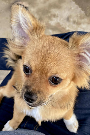 a photography of chihuahua sitting on a persons lap looking at the camera.