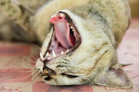 a photography of egyptian cat yawning on a pink and white patterned surface.の写真素材