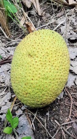 a photography of a large yellow fruit sitting on the ground, fruit sitting on the ground in the...