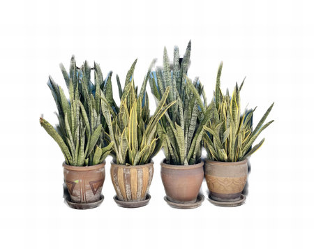 a photography of a group of three potted plants sitting on top of a table, three potted plants are sitting in a row on a white surface.の写真素材