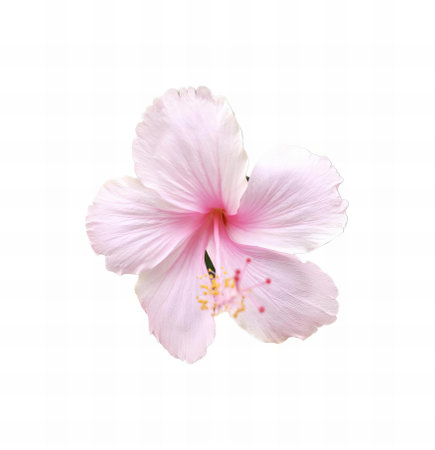 a photography of a pink flower with a white background, there is a pink flower that is on a white background.の写真素材