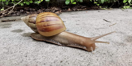 a photography of a snail crawling on a sidewalk in front of a bush, there is a snail that is sitting on the ground.の写真素材