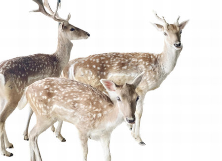 a photography of a group of deer standing next to each other, three deers standing in a group on a white background.の写真素材