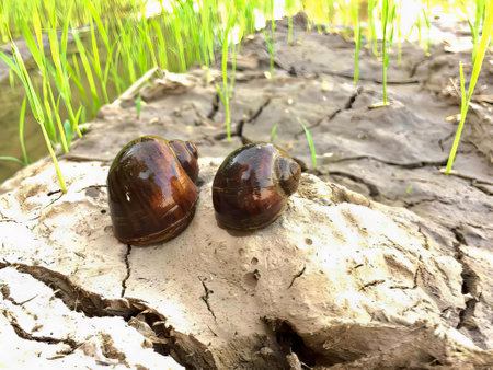 a photography of two snails sitting on a rock in the grass, there are two snails sitting on a rock in the grass.の写真素材