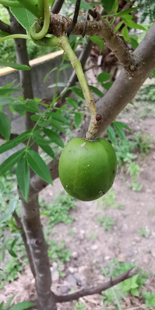 a photography of a green fruit hanging from a tree branch, there is a green fruit hanging from a...
