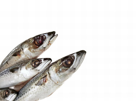 a photography of a bunch of fish that are on a table, there are three fish that are sitting on a table.の写真素材