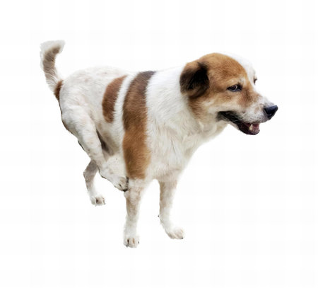a photography of a dog standing on a white surface, there is a dog that is standing on a white...