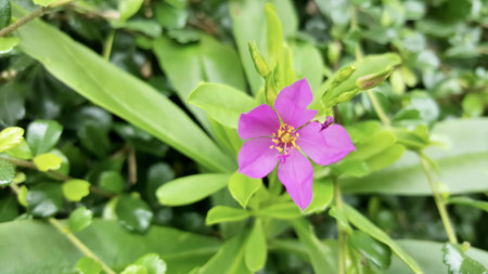 a photography of a purple flower with green leaves in the background, purple flower with green leaves in the background.の写真素材