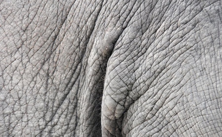 a photography of an elephant's skin is wrinkled and wrinkled, there is a close up of a large elephant's skin.の写真素材