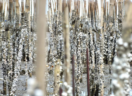 a photography of a forest of dead trees with a bird in the middle, there are many trees that are...