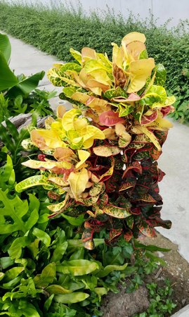 a photography of a plant with yellow and red leaves in a garden, there is a plant that is growing in...