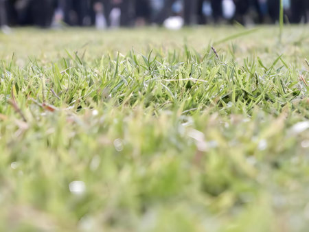 a photography of a baseball in the grass with people in the background, there is a close up of a baseball in the grass.の写真素材