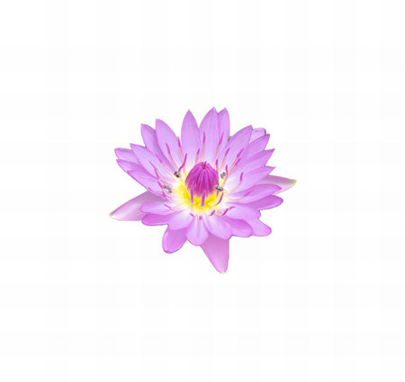 a photography of a purple flower with a yellow center, purple flower with yellow center on white background with copy space.の写真素材