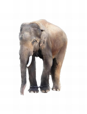 a photography of an elephant standing in the snow with its trunk in the air, there is a elephant that is standing in the snow.の写真素材