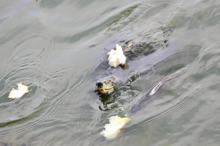 a photography of a group of ducks swimming in a pond, there are many ducks swimming in the water together.の写真素材