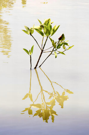 a photography of a small tree branch in the water with a bird perched on it, there is a small plant that is growing out of the water.の写真素材
