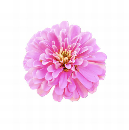 a photography of a pink flower on a white background, there is a pink flower that is on a white background.の写真素材