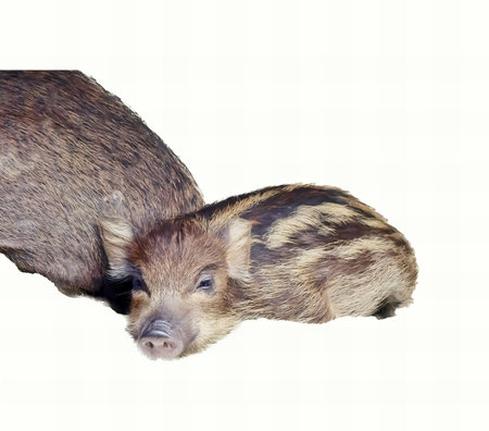 a photography of two baby boars are standing next to each other, there are two small brown and black animals standing next to each other.の写真素材