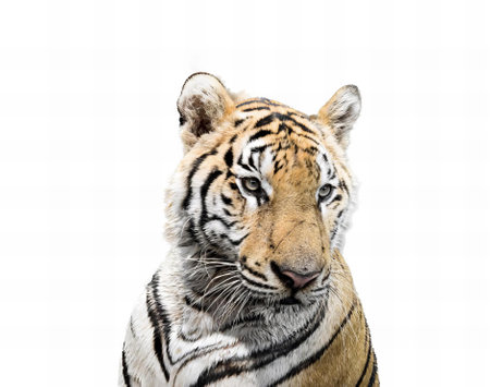 a photography of a tiger looking at the camera with a white background, there is a tiger that is looking at the camera.の写真素材