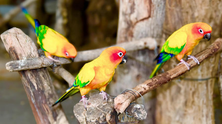 a photography of three colorful birds perched on a branch, three colorful birds perched on a branch of a tree.の写真素材