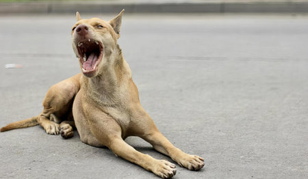 a photography of a dog yawning on the street with its mouth open, there is a dog that is laying down on the street.の写真素材