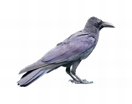 a photography of a bird with a black head and a gray body, there is a bird that is standing on a...