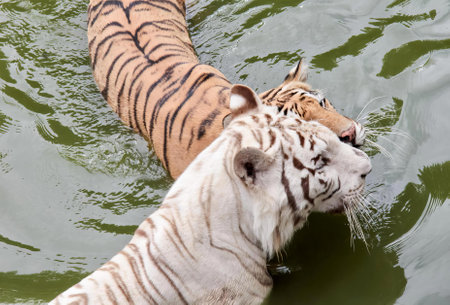 a photography of a tiger and a tiger cub swimming in a pond, there is a white tiger and a brown...