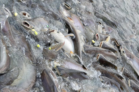 a photography of a bunch of fish that are in the water, there are many fish that are in the water...