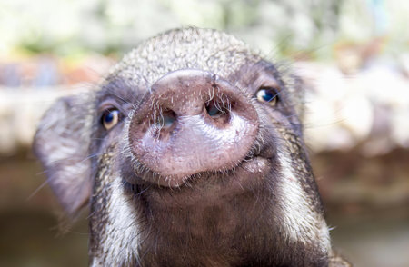 a photography of a monkey with a very big nose and a very long nose, there is a small monkey that is...