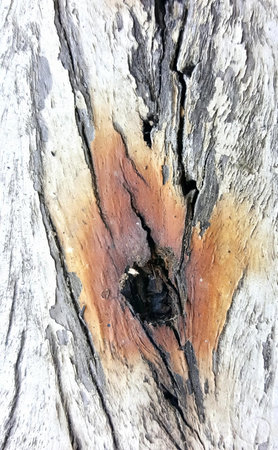 a photography of a piece of wood with a hole in it, wood with a hole in it and a black bug in it.の写真素材