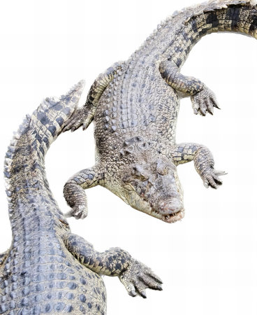 a photography of two alligators are standing next to each other, there are two alligators that are standing next to each other.の写真素材