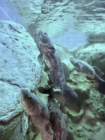 a photography of a group of fish swimming in a body of water, there are two fish swimming in the...